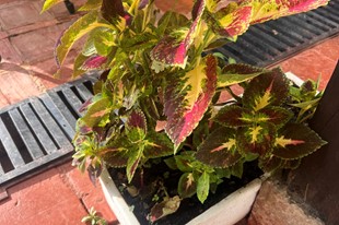 Hotel Mesón de los Virreyes - Villa de Leyva, Boyacá - image - 14