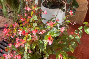 Hotel Mesón de los Virreyes - Villa de Leyva, Boyacá - image - 8