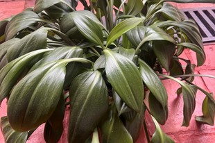 Hotel Mesón de los Virreyes - Villa de Leyva, Boyacá - image - 9